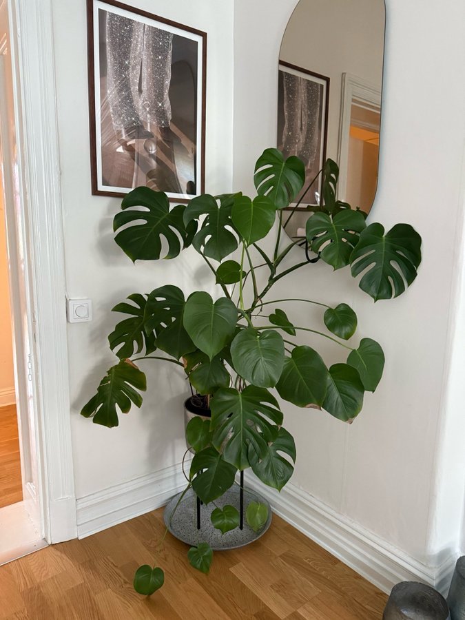 Monstera Deliciosa