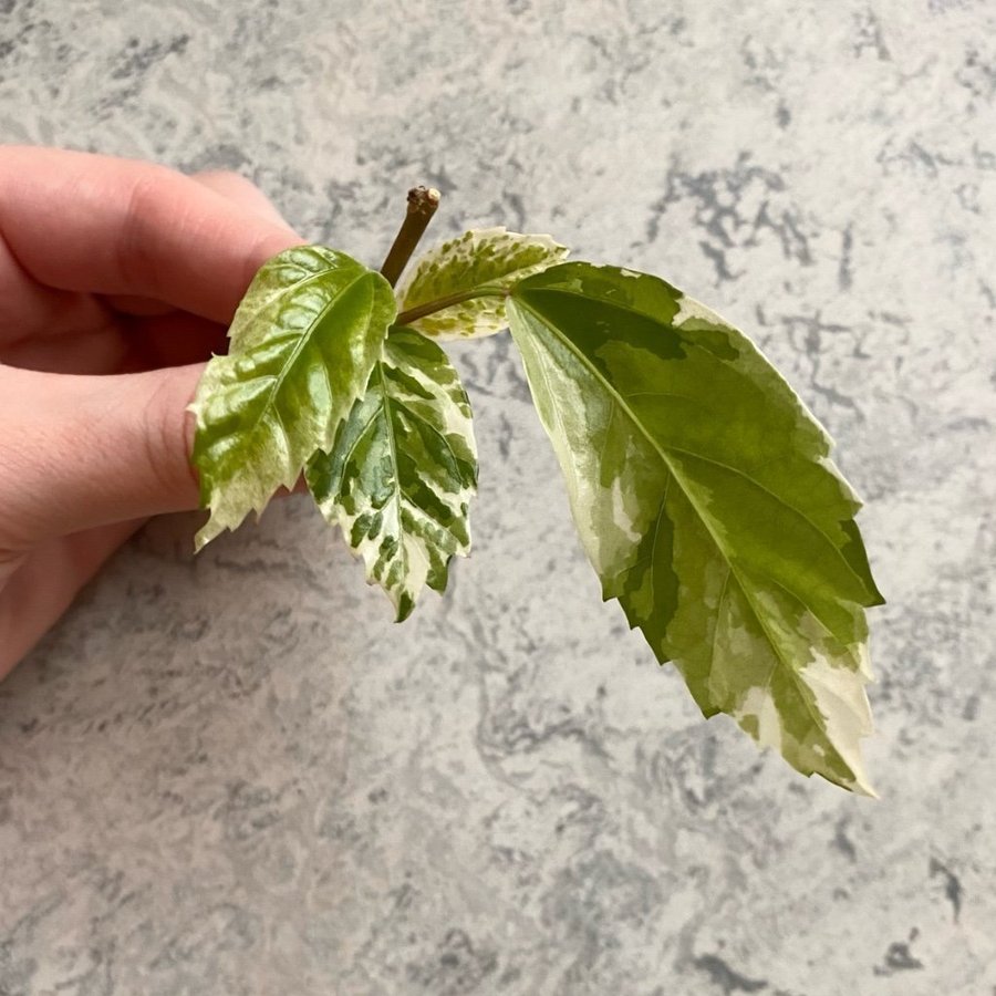 Hibiscus Variegata ROTAD