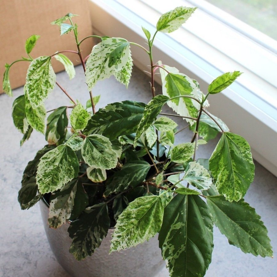 Hibiscus Variegata ROTAD