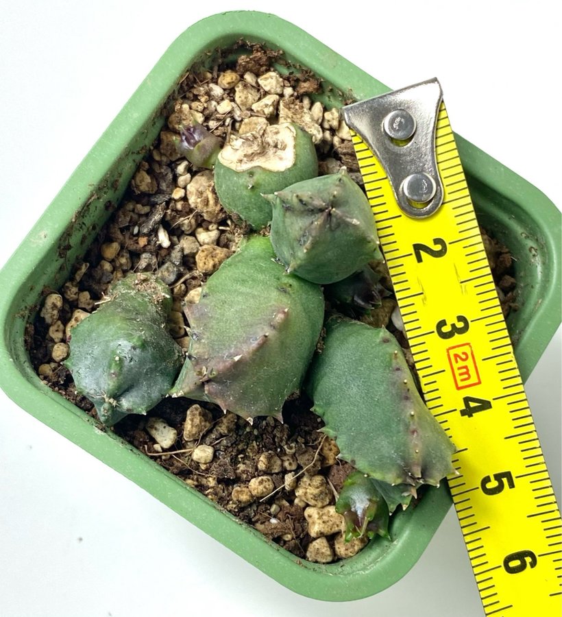 Huernia piersii