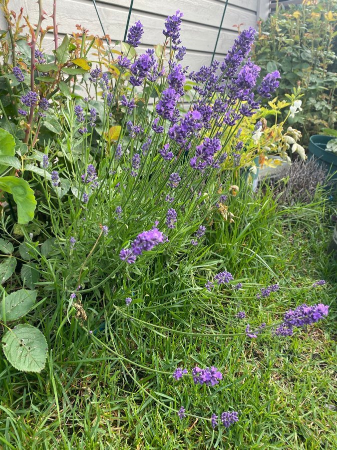 Lavandula angustifolia lila lavendel planta perenn