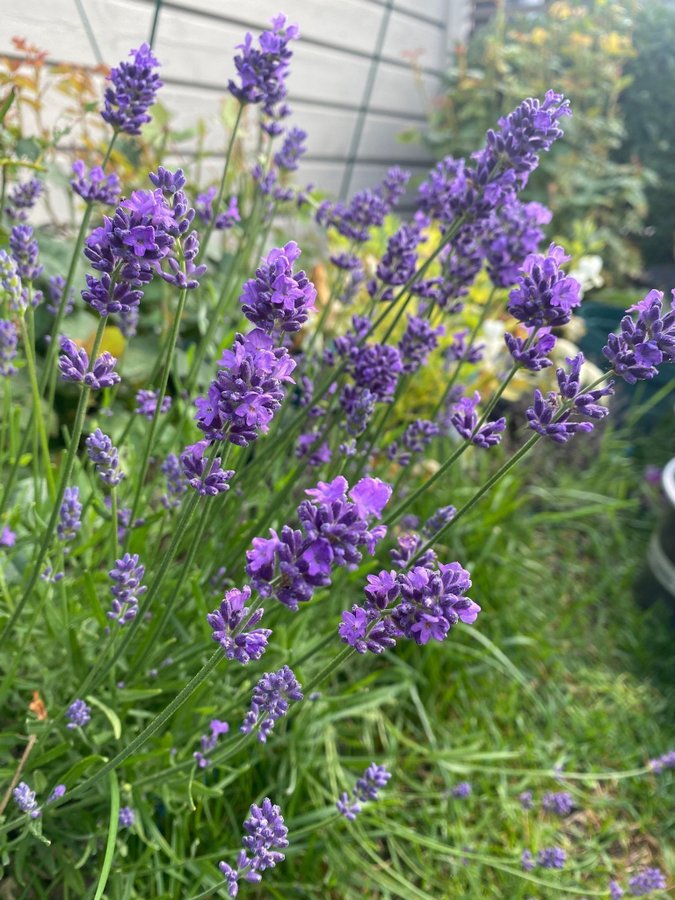 Lavandula angustifolia lila lavendel planta perenn