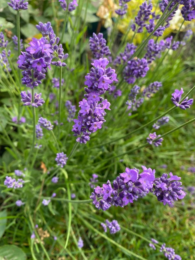 Lavandula angustifolia lila lavendel planta perenn