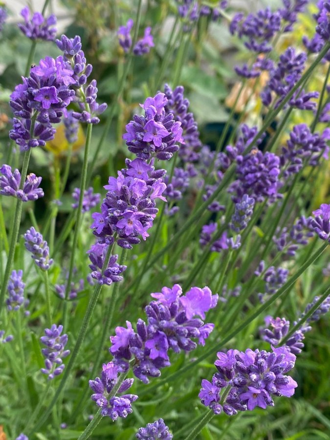 Lavandula angustifolia lila lavendel planta perenn