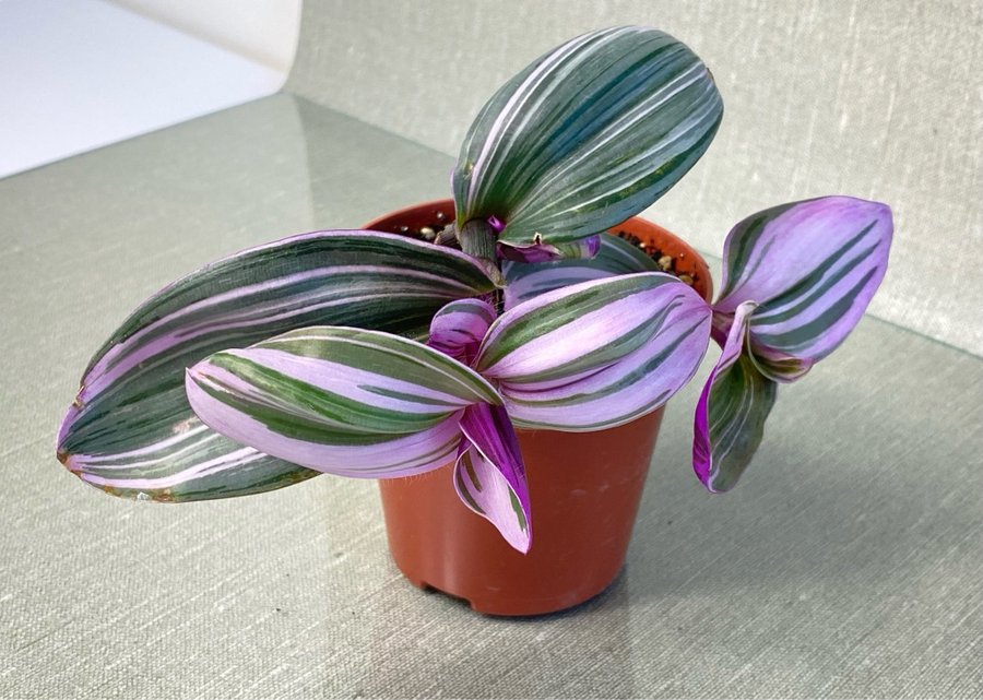 Tradescantia 'Nanouk' planta, med HEATPACK