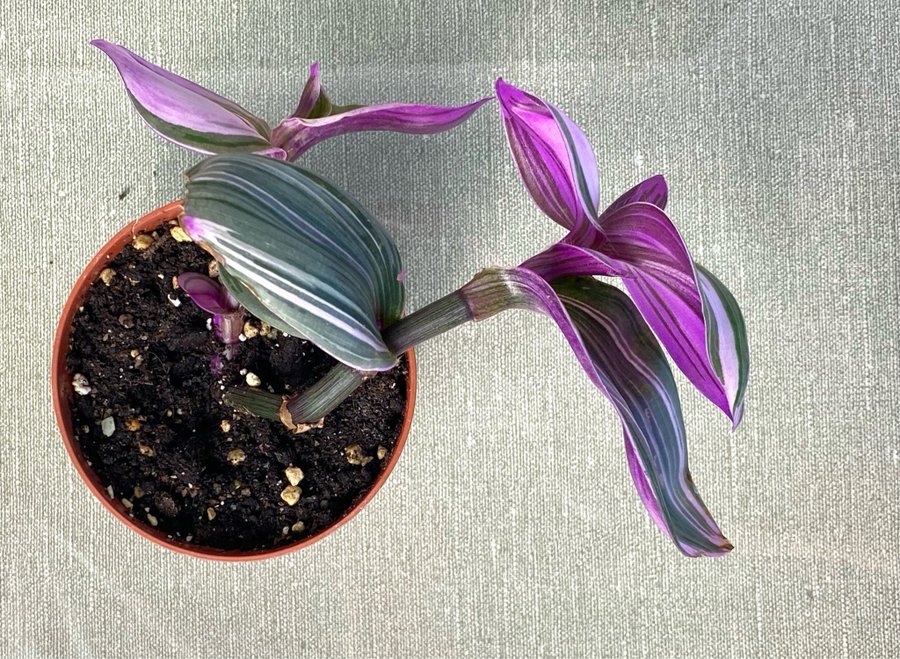 Tradescantia 'Nanouk' planta, med HEATPACK