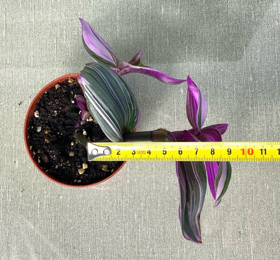 Tradescantia 'Nanouk' planta, med HEATPACK