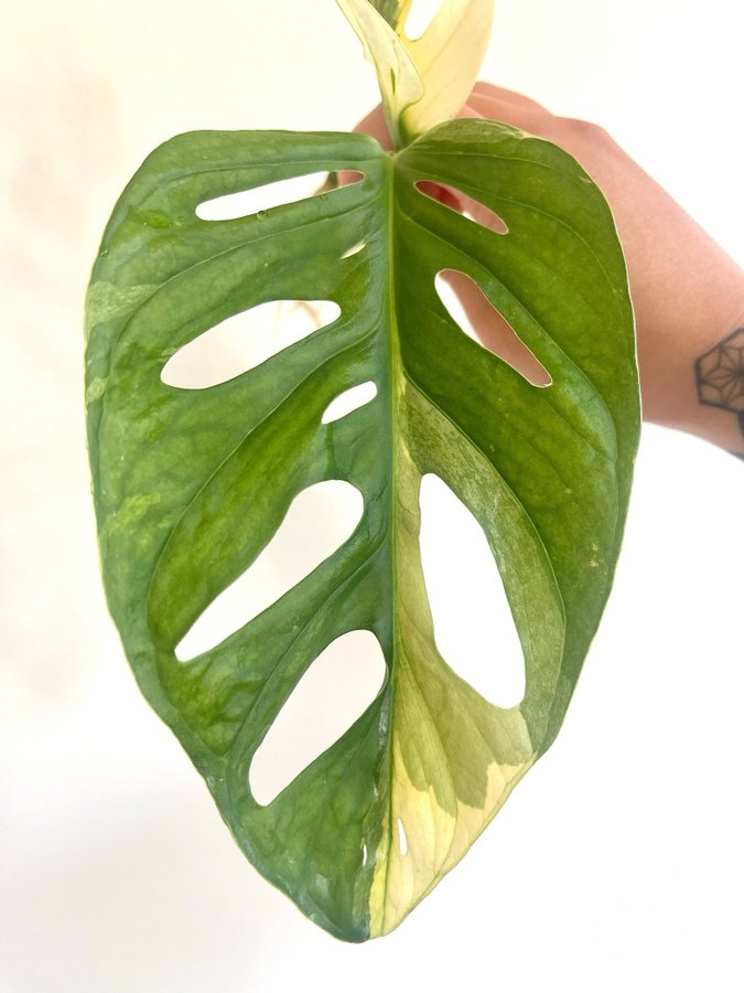 Monstera Adansonii Mint SPORT