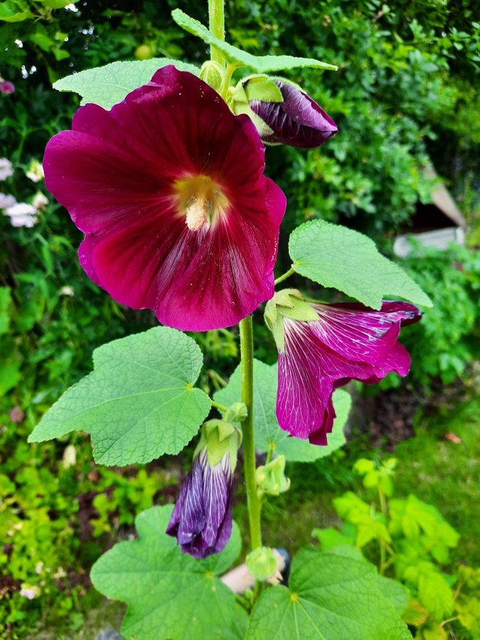 Fröpaket 7 blommor: Stockrosor 2sorterKlätt Rosenvial Krasse MalvaGräslök