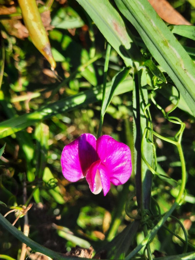 Fröpaket 7 blommor: Stockrosor 2sorterKlätt Rosenvial Krasse MalvaGräslök