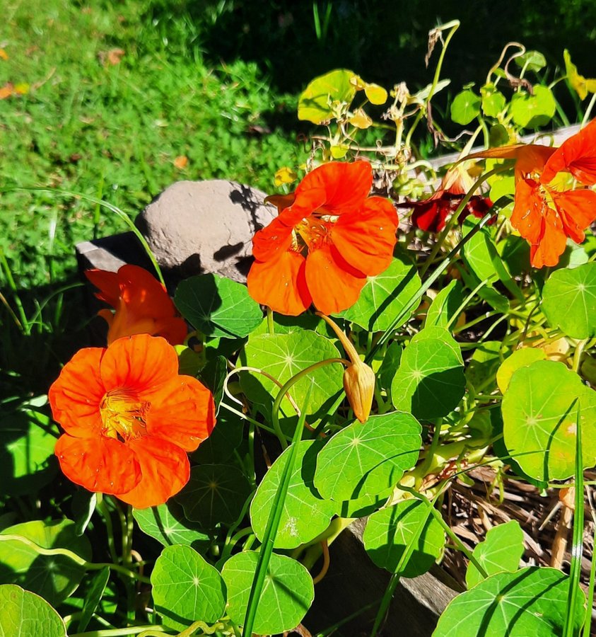 Fröpaket 7 blommor: Stockrosor 2sorterKlätt Rosenvial Krasse MalvaGräslök