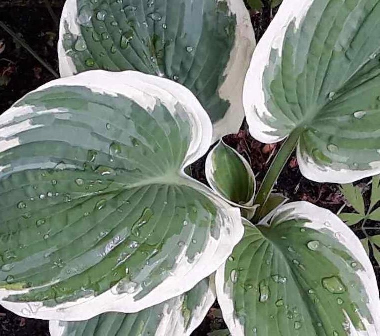 Hosta 'Barbara Ann'