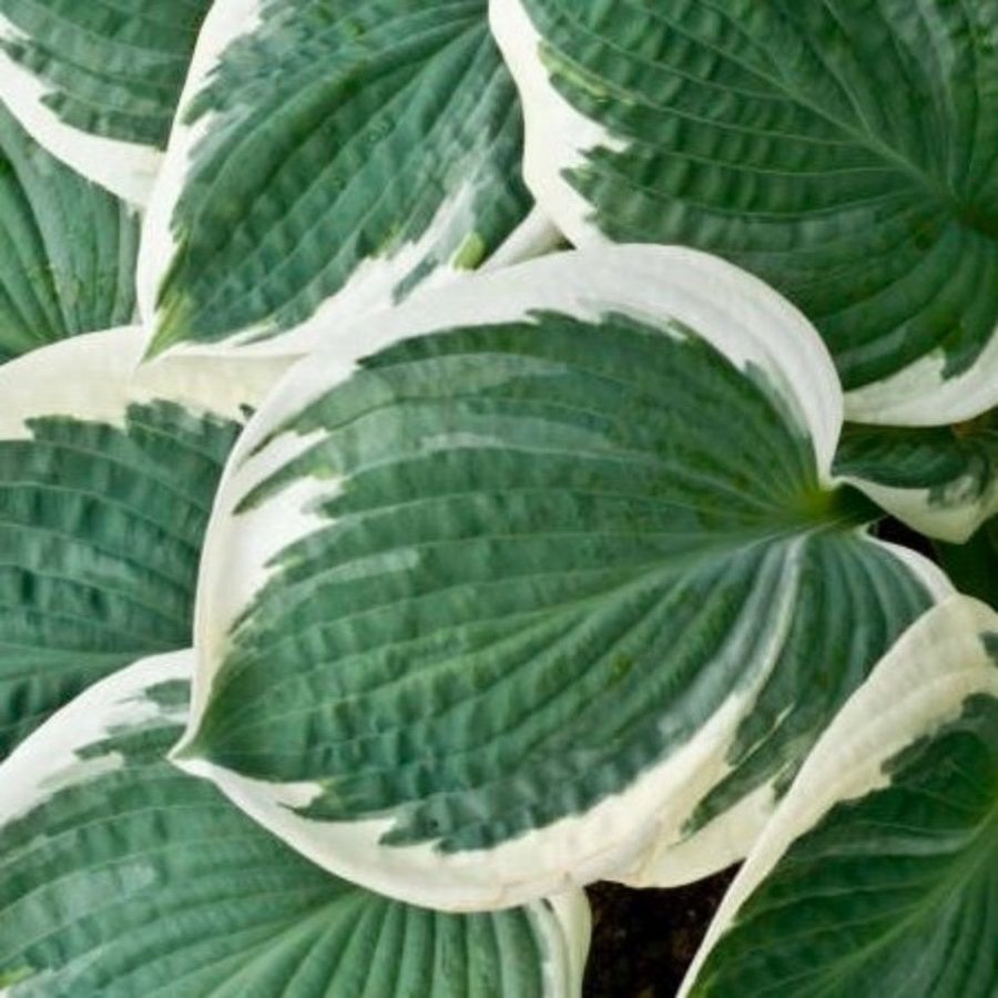 Hosta 'Barbara Ann'