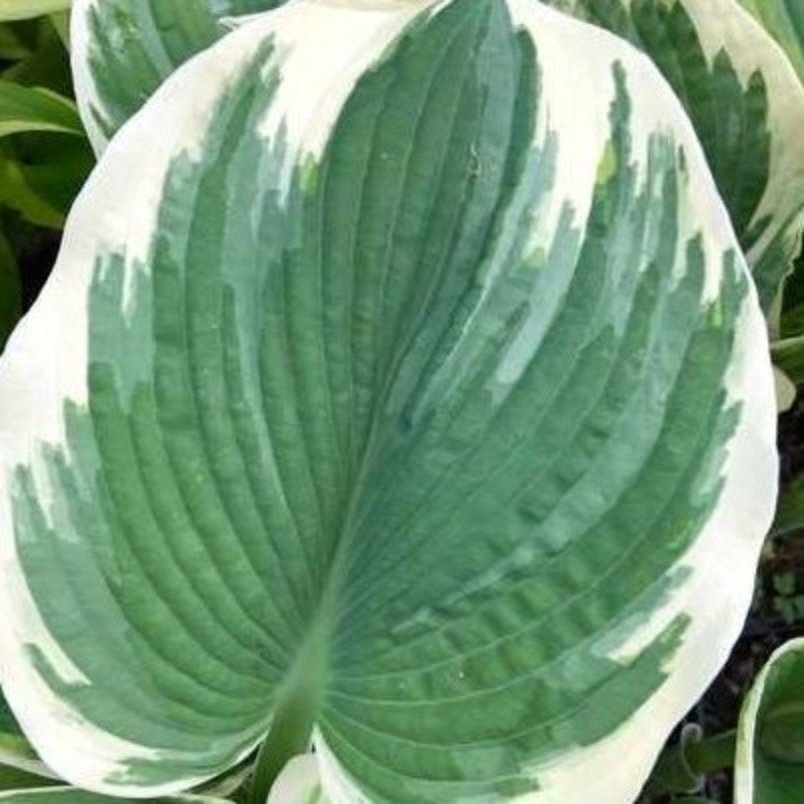 Hosta 'Barbara Ann'