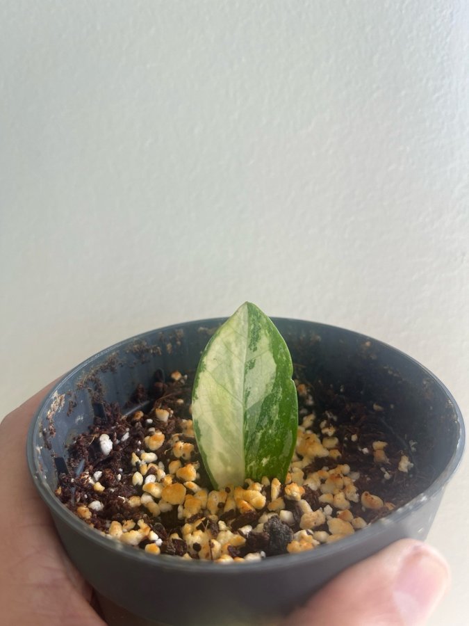 Zamioculcas variegated