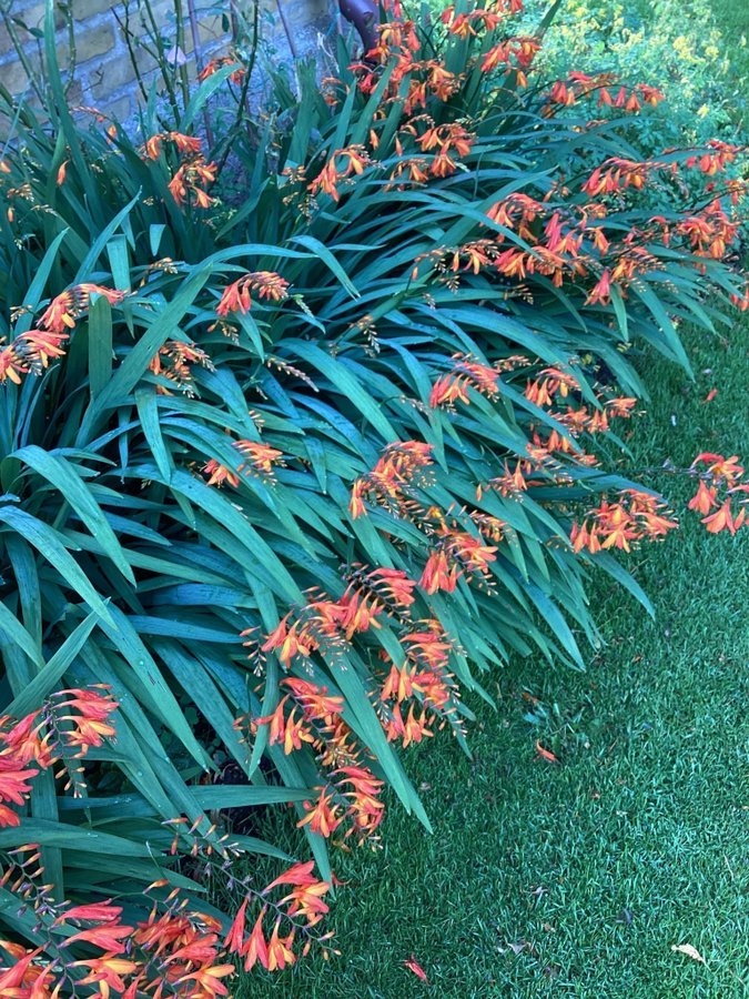 Montbretia