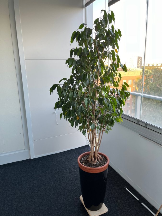 Ficus Benjamina / benjaminfikus 170 cm + krukor