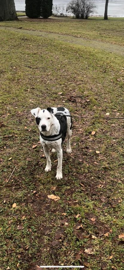 Hundsele  skor OBS klicka inte på betala direkt!