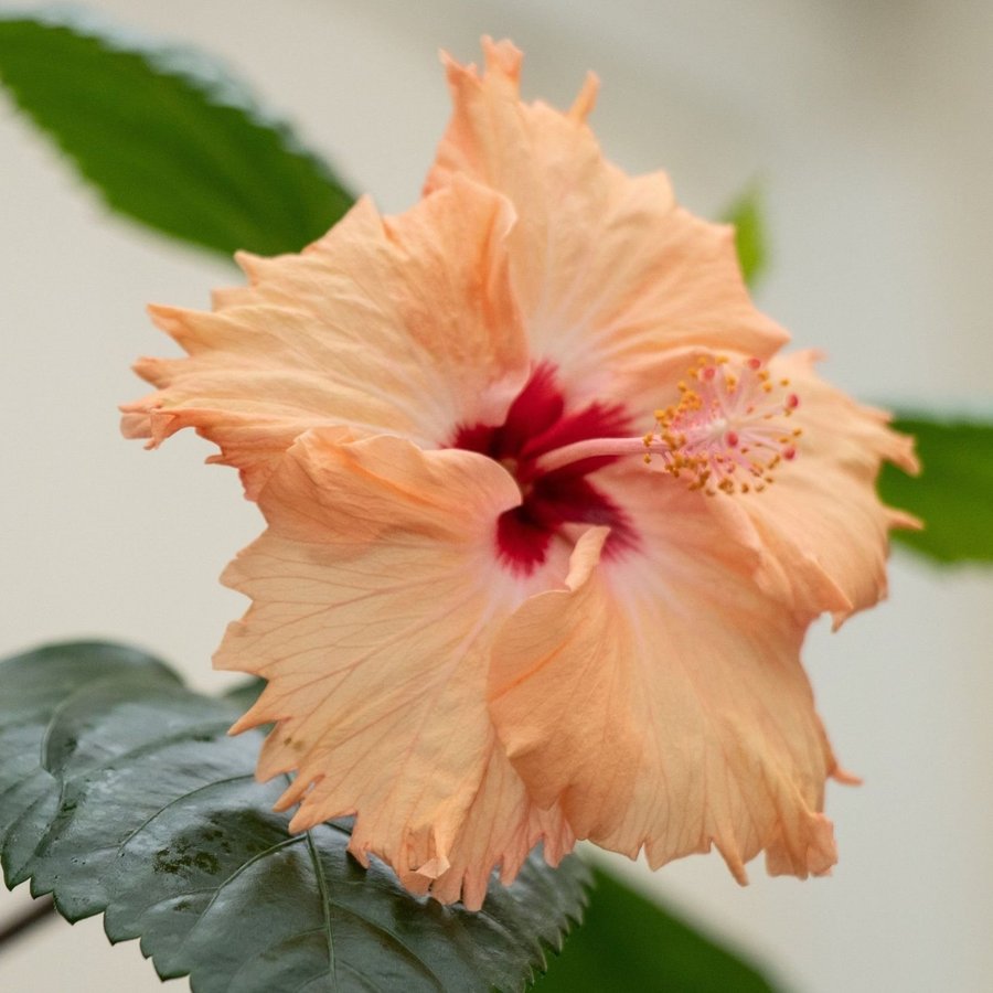 Hibiskus Sprinkle Rain