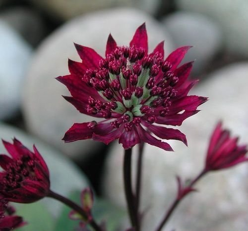 Astrantia major Rubra stjärnflocka fröer