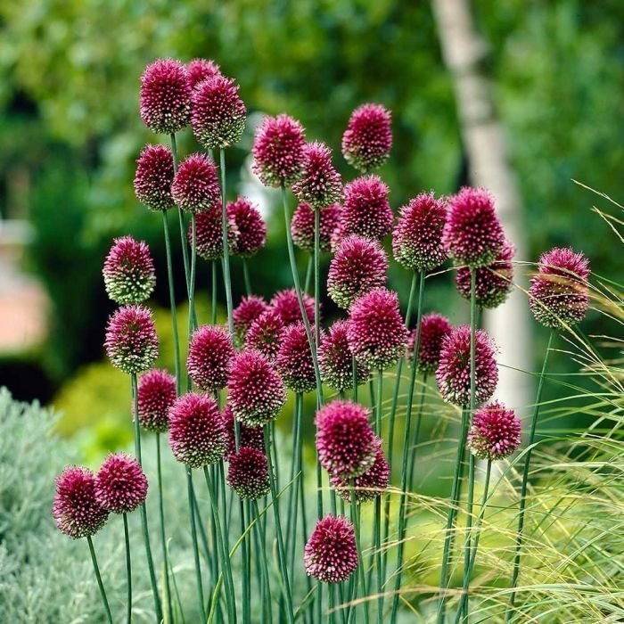 Klotlök allium sphaerocephalon 8 lökar