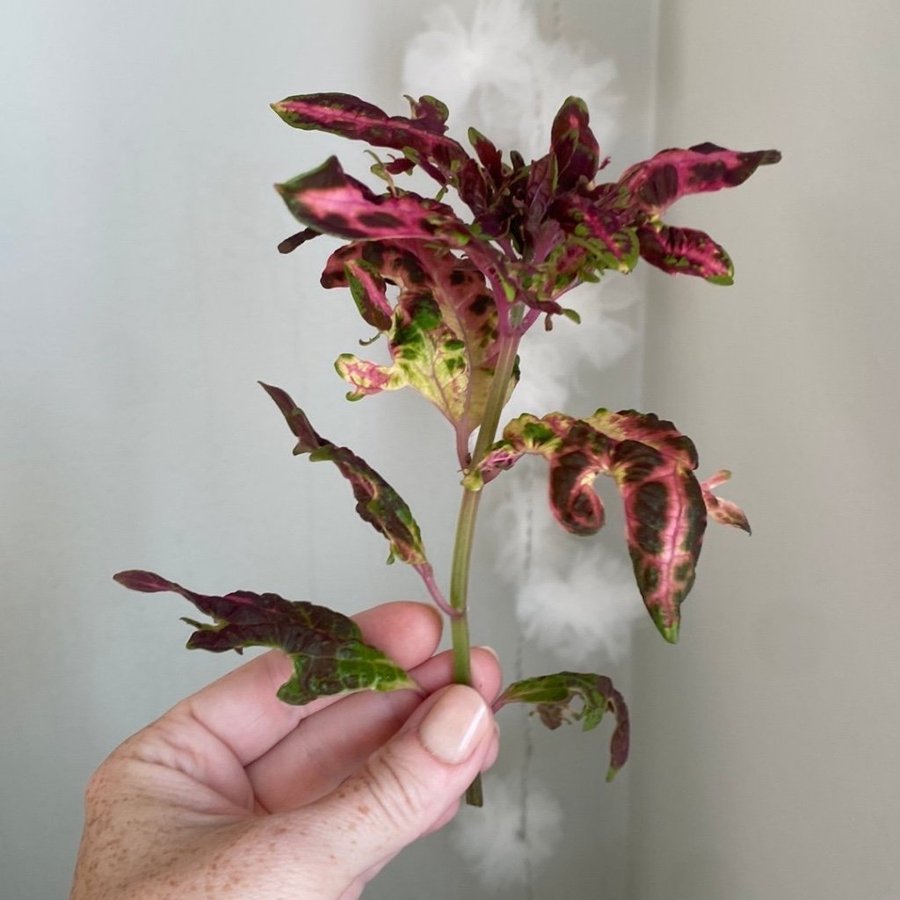 ZOO HARPIA (ovanlig) *palettblad*coleus*