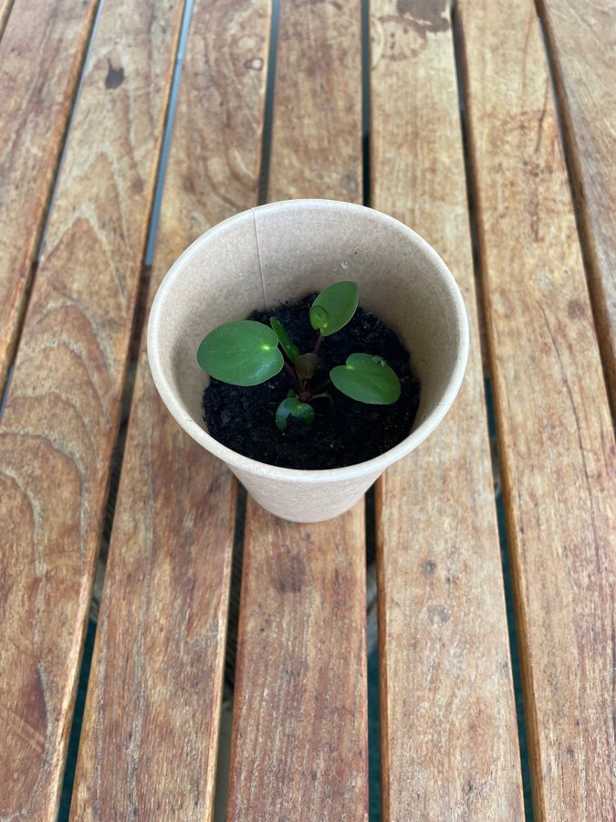 Pilea Peperomioides även kallad elefantöra