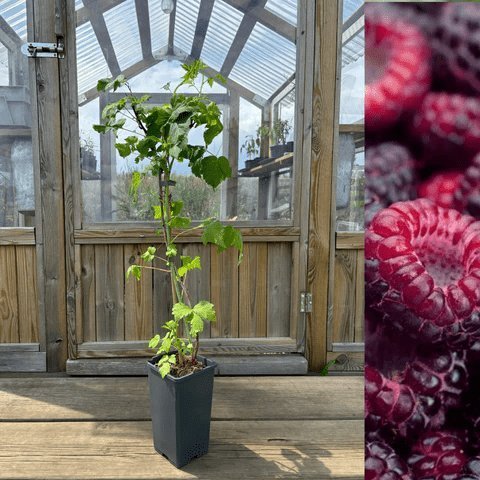 Lila Hallon 'Glen Coe' Planta 40-50 cm (Rubus occidentalis x idaeus)