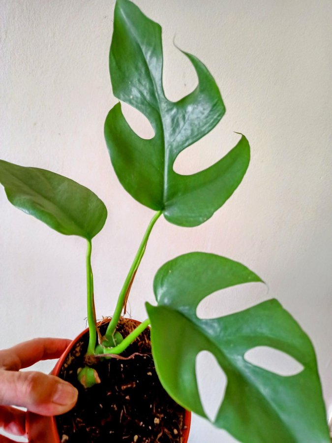 MONSTERA Rhaphidophora " TETRASPERMA","- stickling