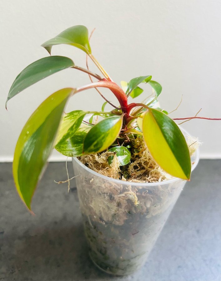 Philodendron red Congo variegata