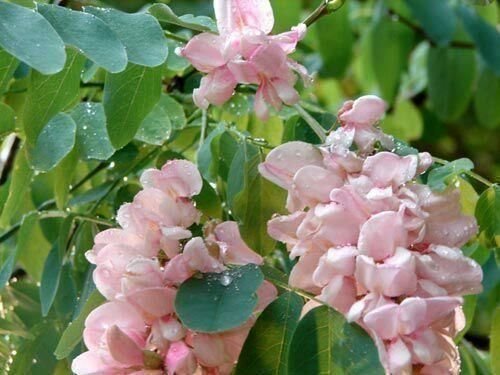 Rosenrobinia frön