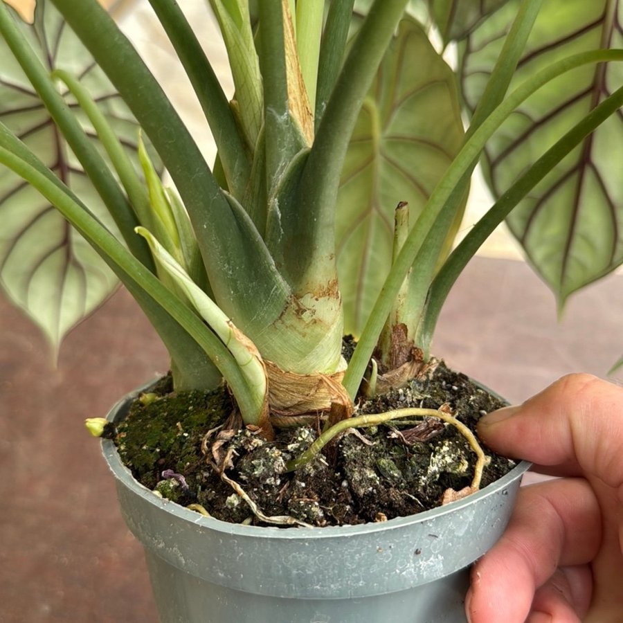 Alocasia 3 plants