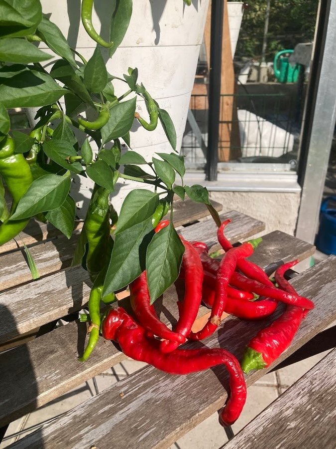 de Cayenne 15 st chilifröer