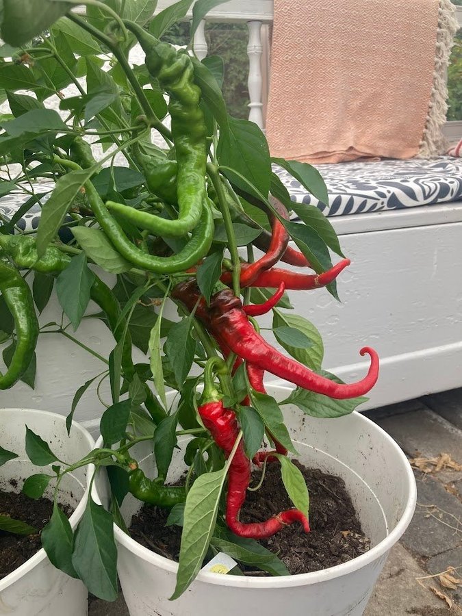 de Cayenne 15 st chilifröer