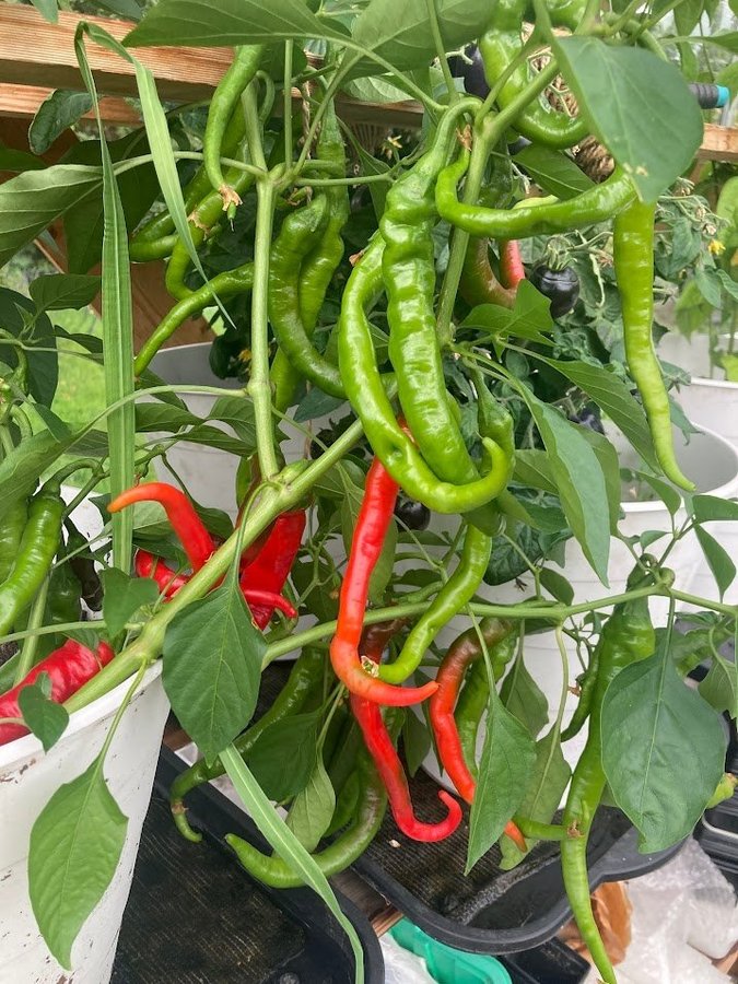 de Cayenne 15 st chilifröer