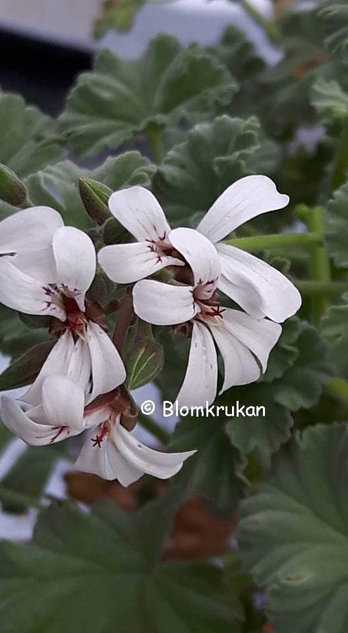 P. fragans - rotad stickling