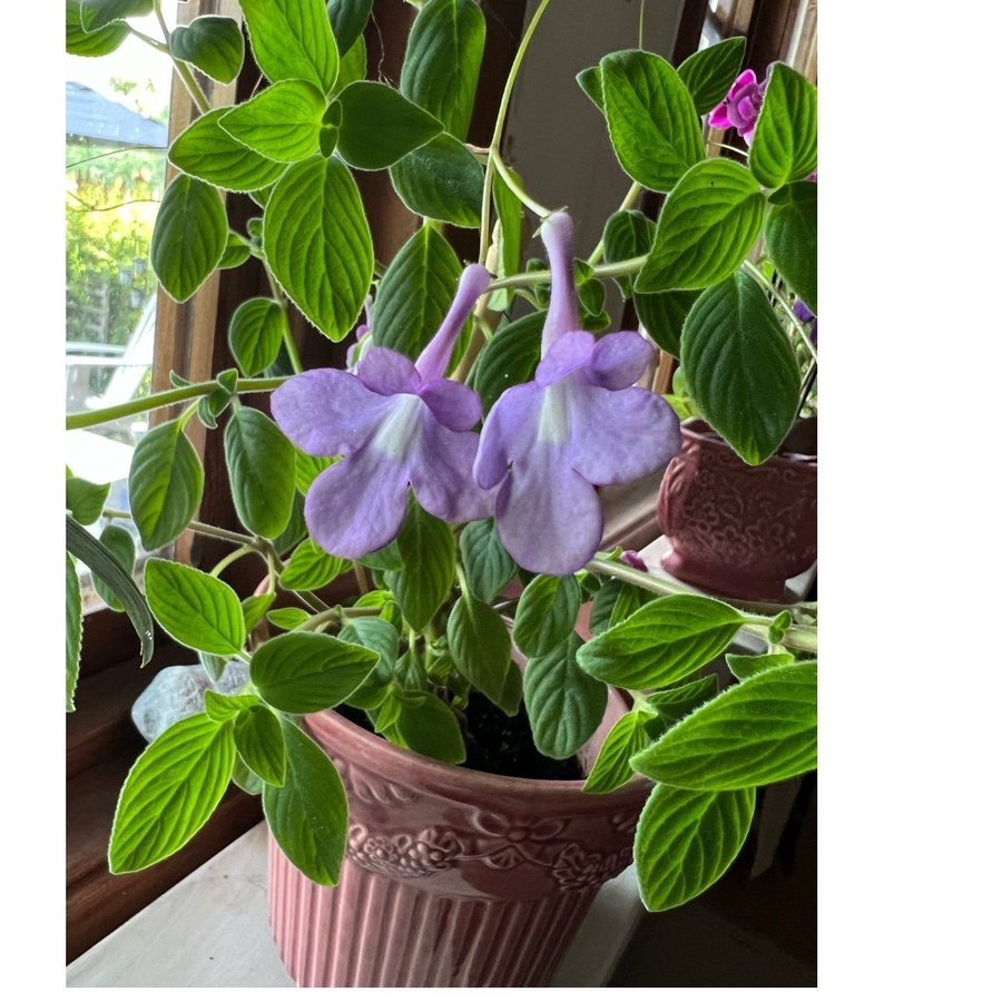 Streptocarpus 3 rotade sticklingar