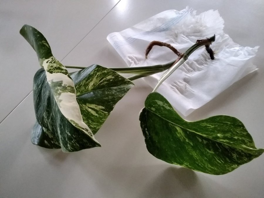 Monstera variegata Stickling 3 blad