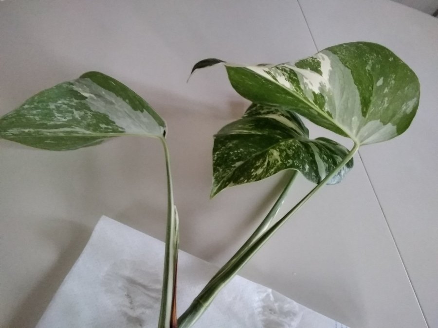 Monstera variegata Stickling 3 blad