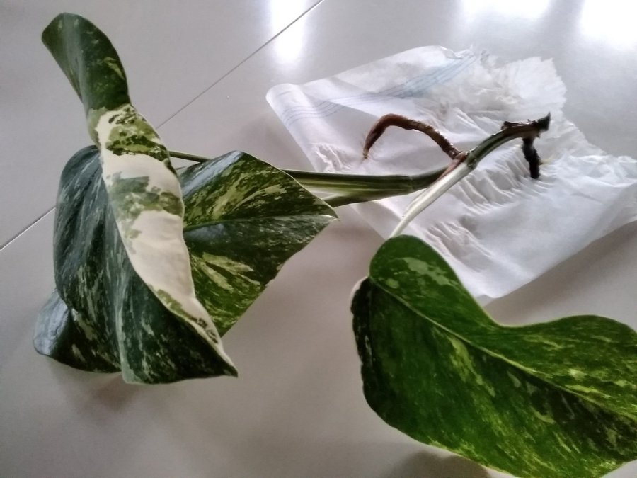 Monstera variegata Stickling 3 blad