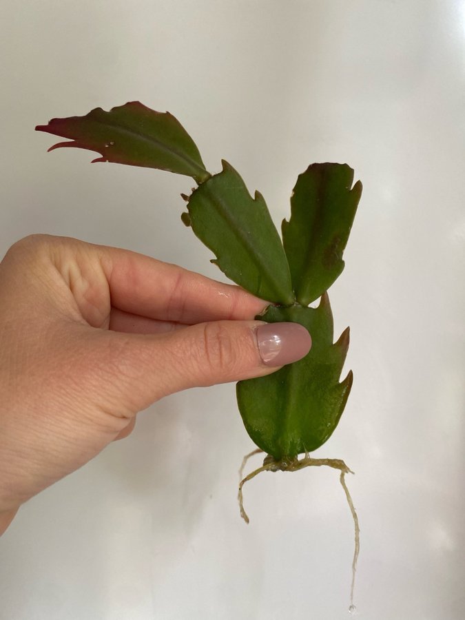 *SCHLUMBERGERA TRUNCATA/NOVEMBERKAKTUS* blommor i cerise färg