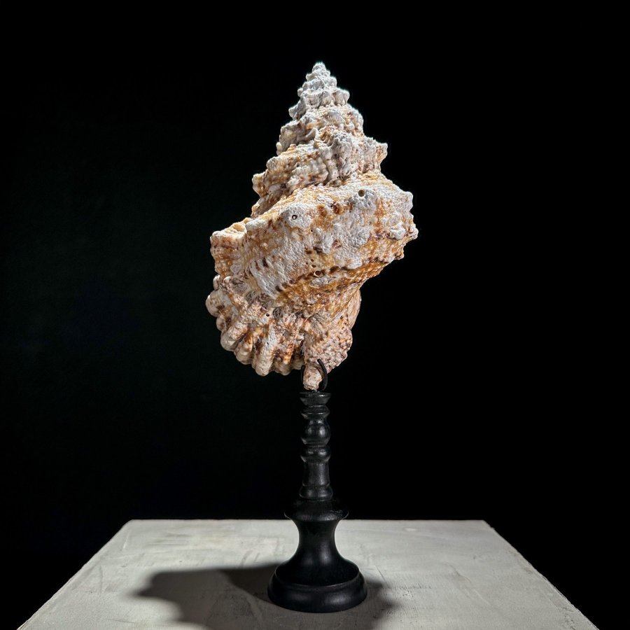 Conch Shell ; Zeeschelp