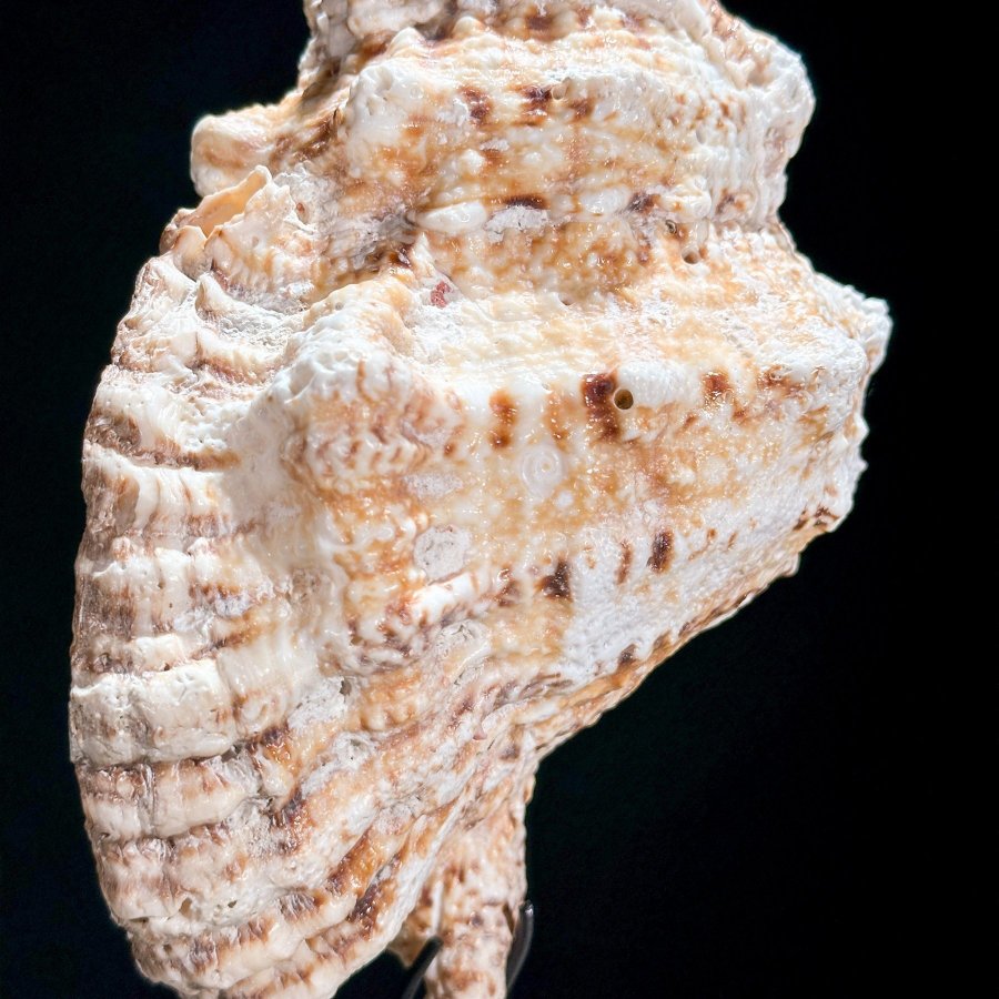 Conch Shell ; Zeeschelp