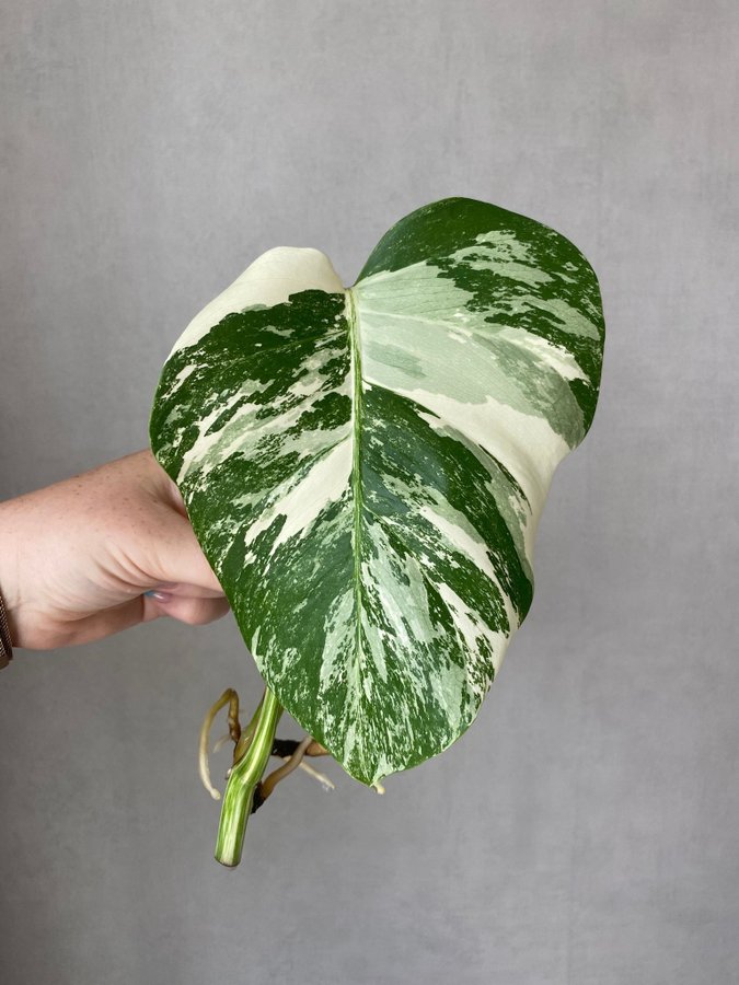 Monstera variegata stickling