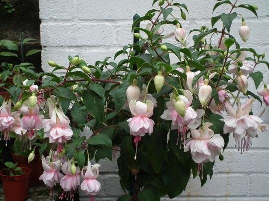 Fuchsia Pink Marshmallow