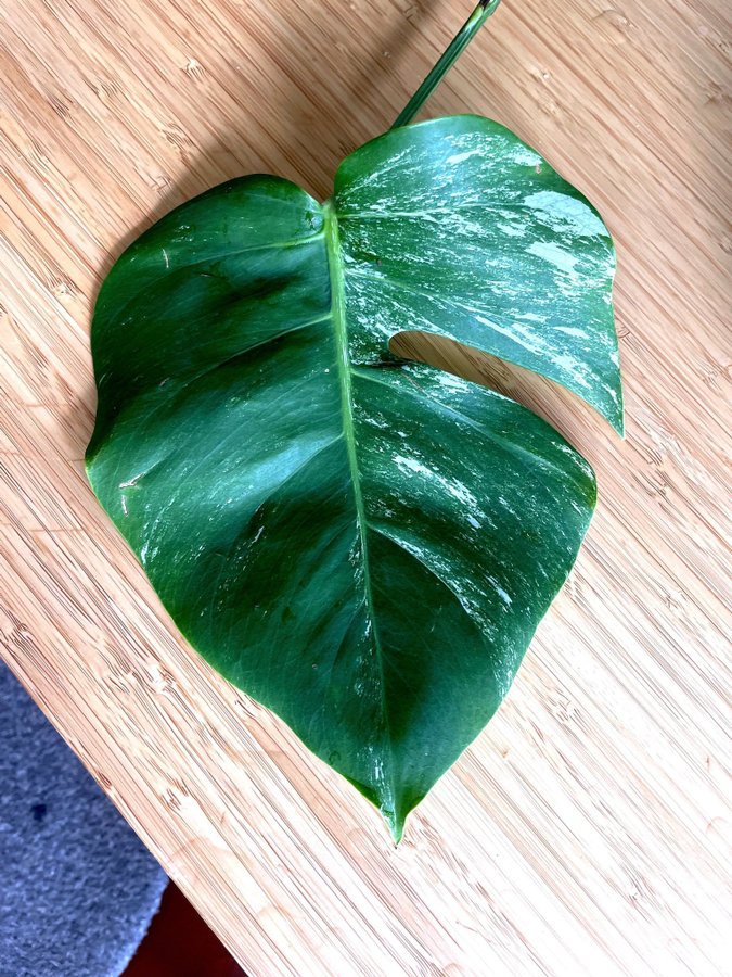 Monstera variegata albo stickling