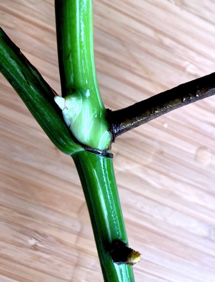 Monstera variegata albo stickling