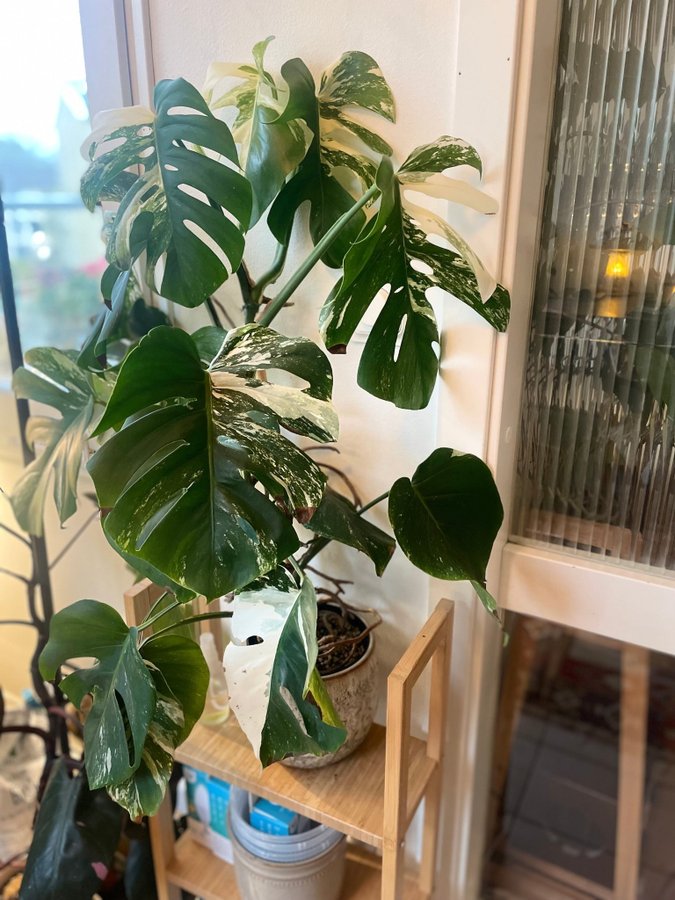 Monstera variegata albo stickling