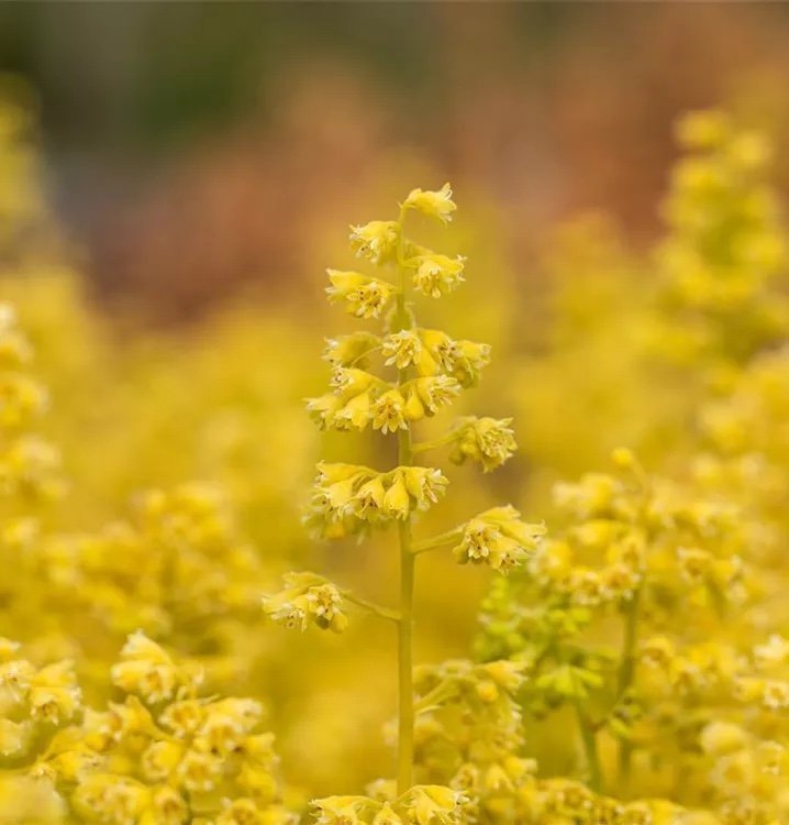 Heuchera Little Cuties