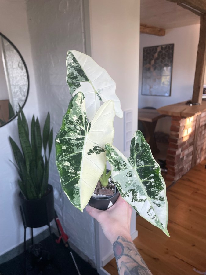 Alocasia frydek variegata